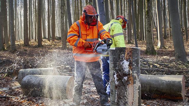 Skogsarbetare klyver virke med motorsåg
