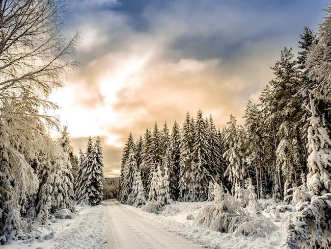 Skogsväg i vinterlandskap